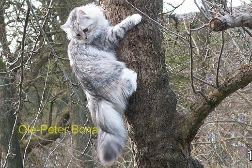 Sibirische Katze Borsoij von der Gronau